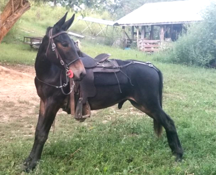 gaited mule