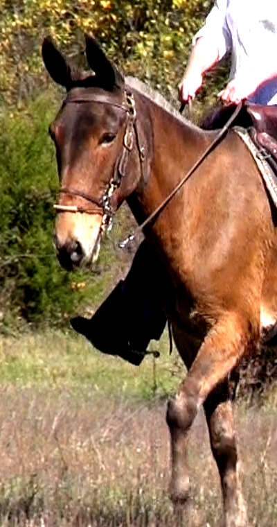 gaited mule