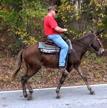 gaited mule