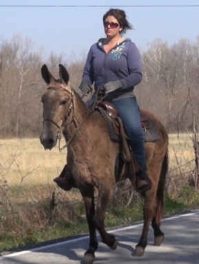 gaited mule