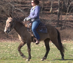 gaited mule