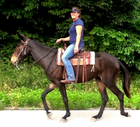 gaited mule