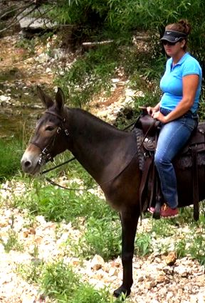 gaited mule