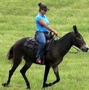 gaited mule