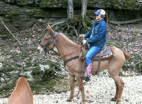 gaited mule