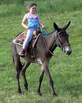 gaited mule