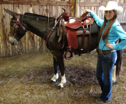 Mule Saddles For Sale @ Missouri Mule Company | Trail Saddles For Sale